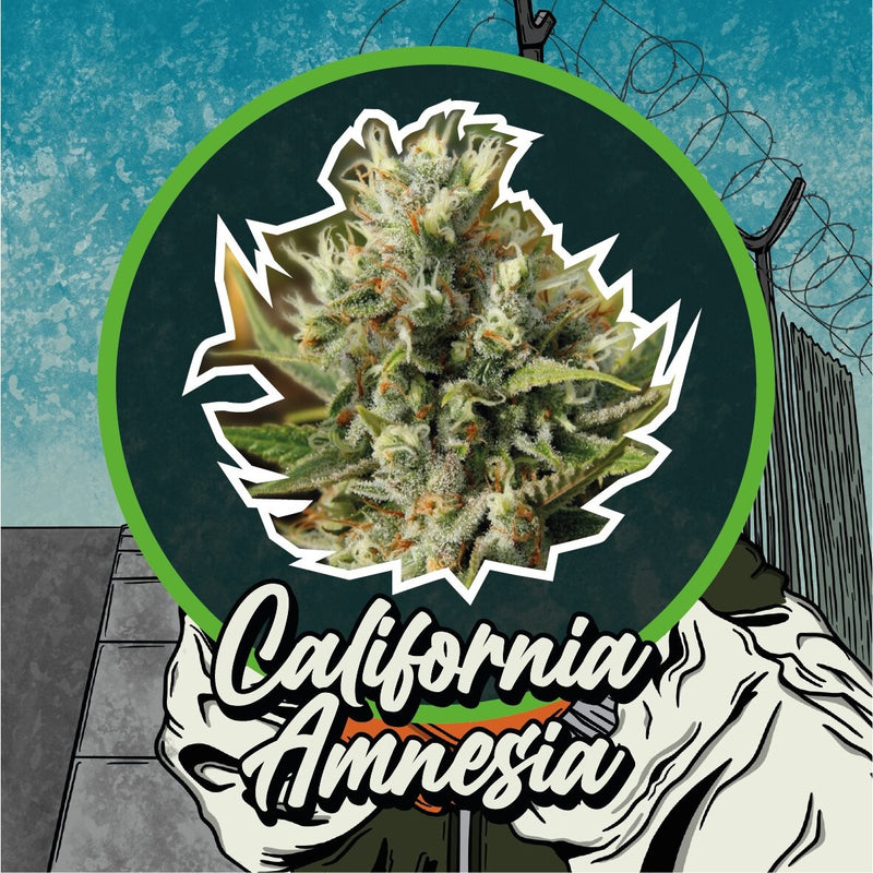CALIFORNIA AMNESIA AUTO X1-DELIRIUM SEEDS (DS)