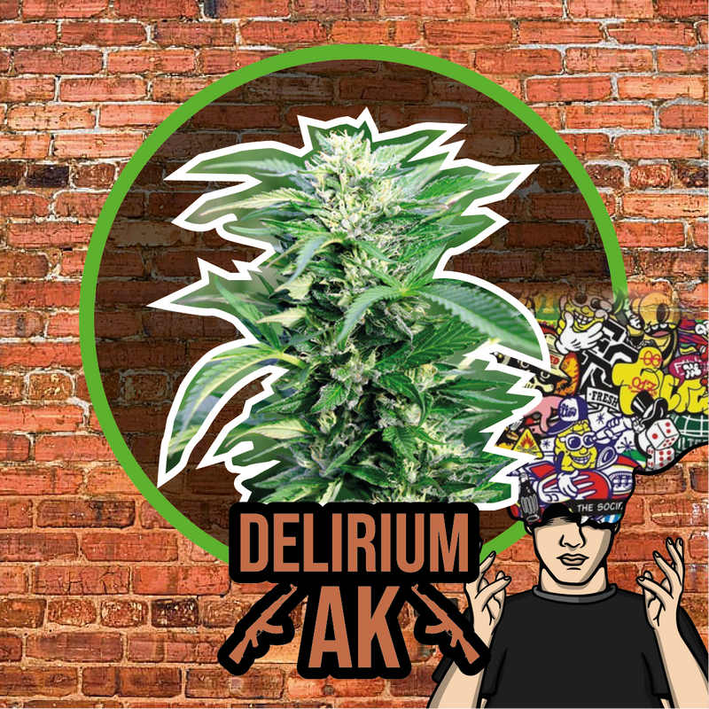 DELIRIUM AK AUTO X1-DELIRIUM SEEDS (DS)