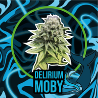 DELIRIUM MOBY FAST VERSION X1-DELIRIUM SEEDS (DS)