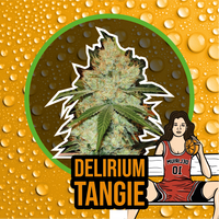 DELIRIUM TANGI FEM X1-DELIRIUM SEEDS (DS)