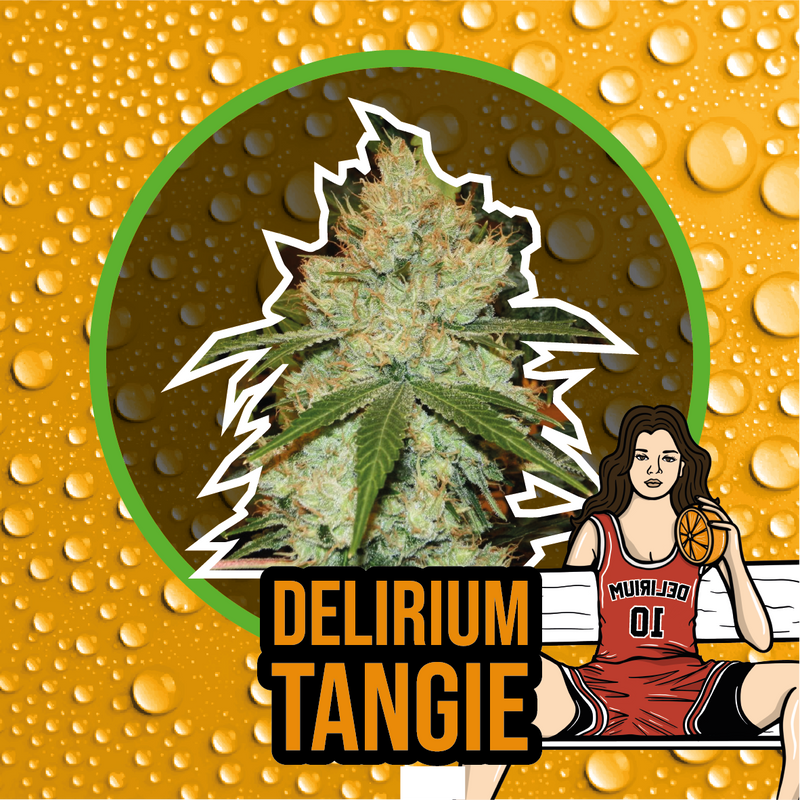 DELIRIUM TANGI FEM X2-DELIRIUM SEEDS (DS)