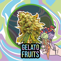 GELATO FRUITS AUTO X1-DELIRIUM SEEDS (DS)