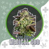 MEDICAL CBD FEM X4-DELIRIUM SEEDS (DS)