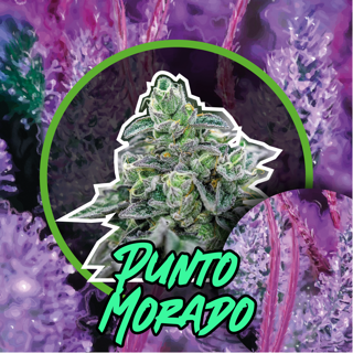 PUNTO MORADO FAST VERSION X2-DELIRIUM SEEDS (DS)