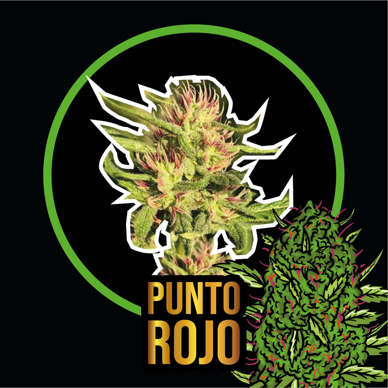 PUNTO ROJO AUTO X1-DELIRIUM SEEDS (DS)