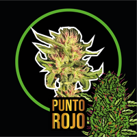 PUNTO ROJO FAST VERSION X4-DELIRIUM SEEDS (DS)