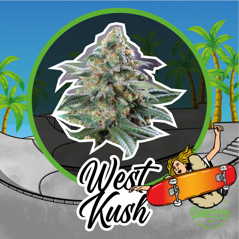 WEST KUSH AUTO X1-DELIRIUM SEEDS (DS)