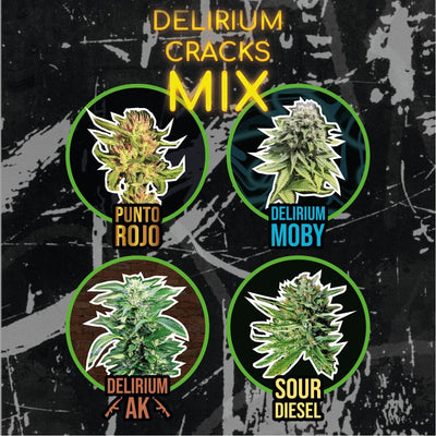 MIX DELIRIUM CRACK FAST VERSION X14-DELIRIUM SEEDS (DS)