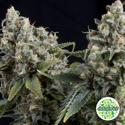 Tutankhamon Auto