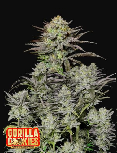 GORILLA COOKIES FF X1-FAST BUDS (DS)