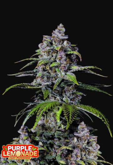 PURPLE LEMONADE FF X1 -FAST BUDS (DS)