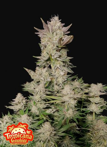 TROPICANA COOKIES FF X1 -FAST BUDS (DS)
