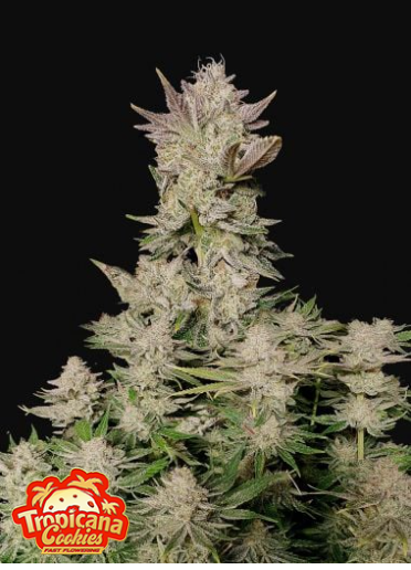 WEDDING CHEESECAKE FF X1-FAST BUDS (DS)