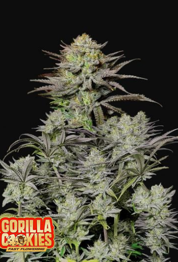 GORILLA COOKIES FF 3+2 -FAST BUDS (DS)