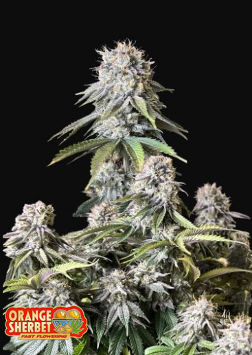 ORANGE SHERBET FF 3+2-FAST BUDS (DS)
