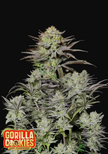 GORILLA COOKIES FF 5+3 -FAST BUDS (DS)