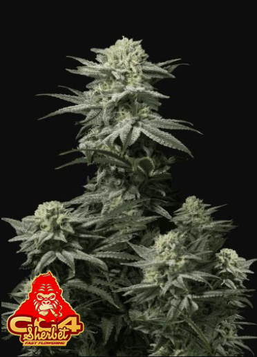 GG4 SHERBET FF 5+3-FAST BUDS (DS)