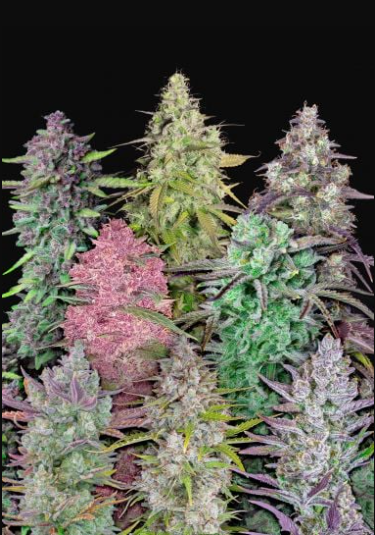 MIX PACK AUTO X5-FAST BUDS (DS)