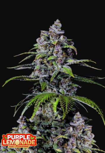 PURPLE LEMONADE FF 5+3 -FAST BUDS (DS)