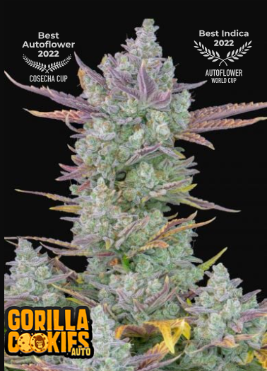 COOKIES AUTO X1-FAST BUDS (DS)