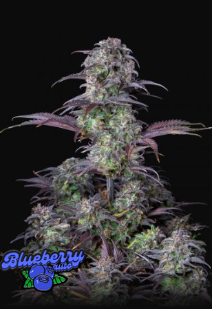 ORIGINAL BLUEBERRY AUTO 3+2-FAST BUDS (DS)