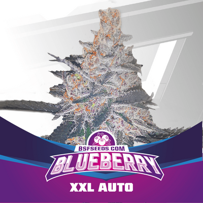 BLUE BERRY AUTO X2-BSF (DS)
