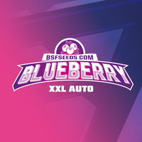BLUE BERRY AUTO X12-BSF (DS)