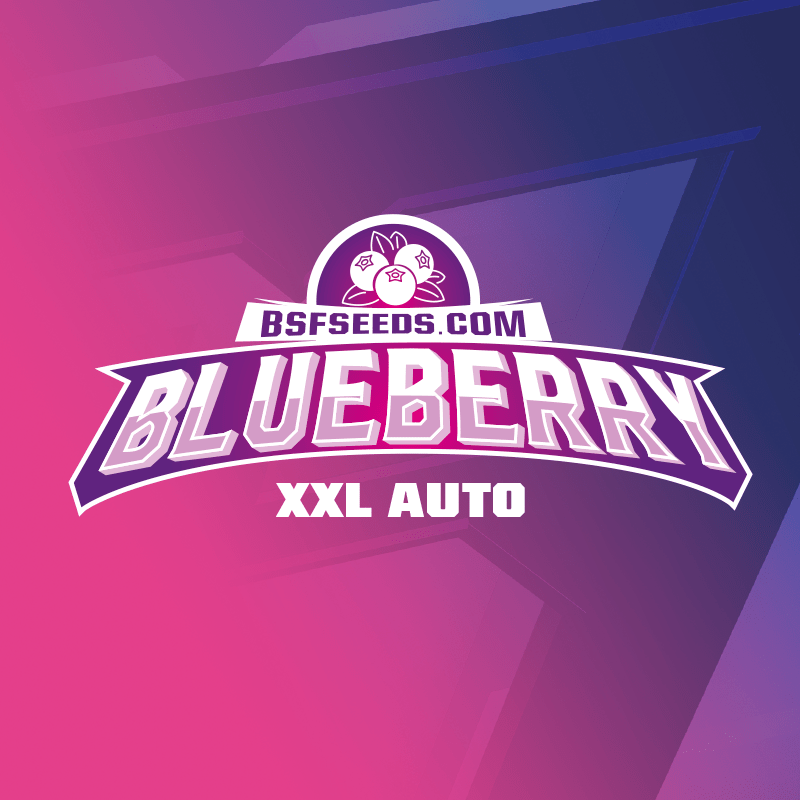 BLUE BERRY AUTO X12-BSF (DS)