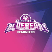 BLUE BERRY FEM X2-BSF (DS)