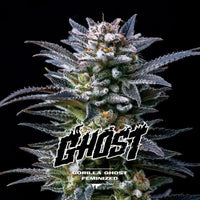 GORILLA GHOST GK FEM X2-BSF (DS)