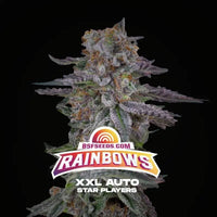 RAINBOWS XXL AUTO X12-BSF (DS)