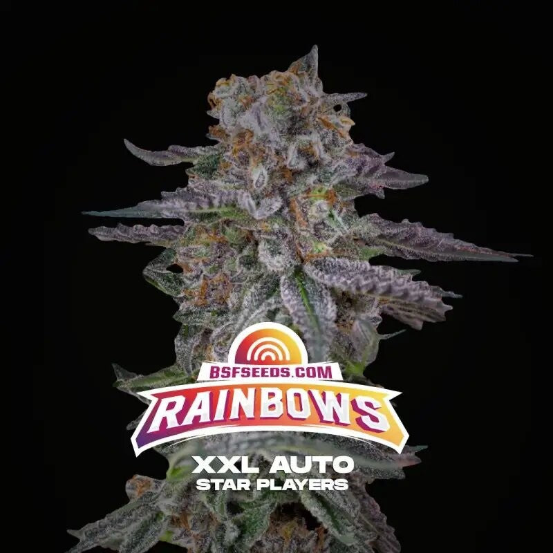 RAINBOWS XXL AUTO X12-BSF (DS)