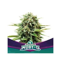MOBY-D FEM X2-BSF (DS)