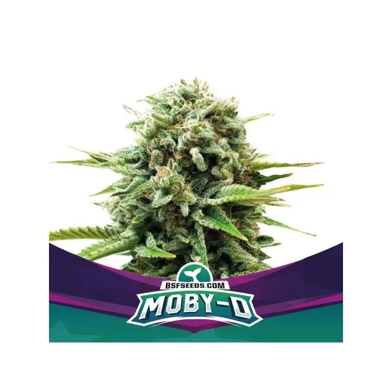 MOBY-D FEM X2-BSF (DS)