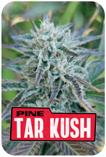 PINE TAR KUSH L.E. X7-BSF (DS)