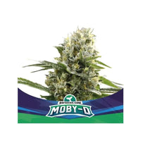 MOBY-D XXL AUTO X12-BSF (DS)