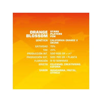 ORANGE BLOSSOM FEM X12-BSF (DS)