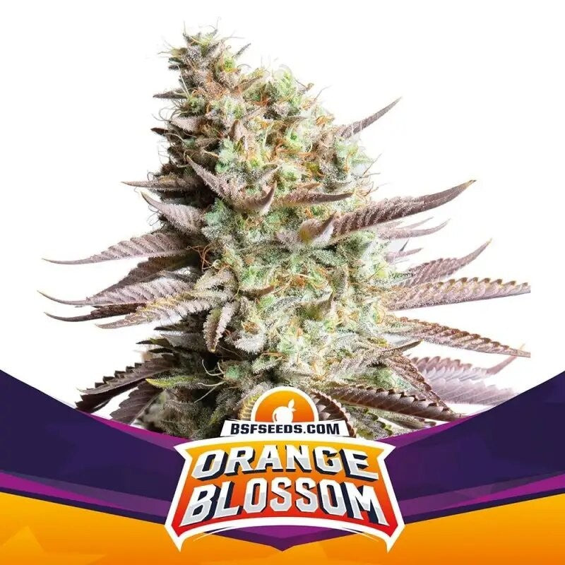 ORANGE BLOSSOM FEM X12-BSF (DS)