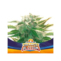ORANGE BLOSSOM XXL AUTO X12-BSF (DS)