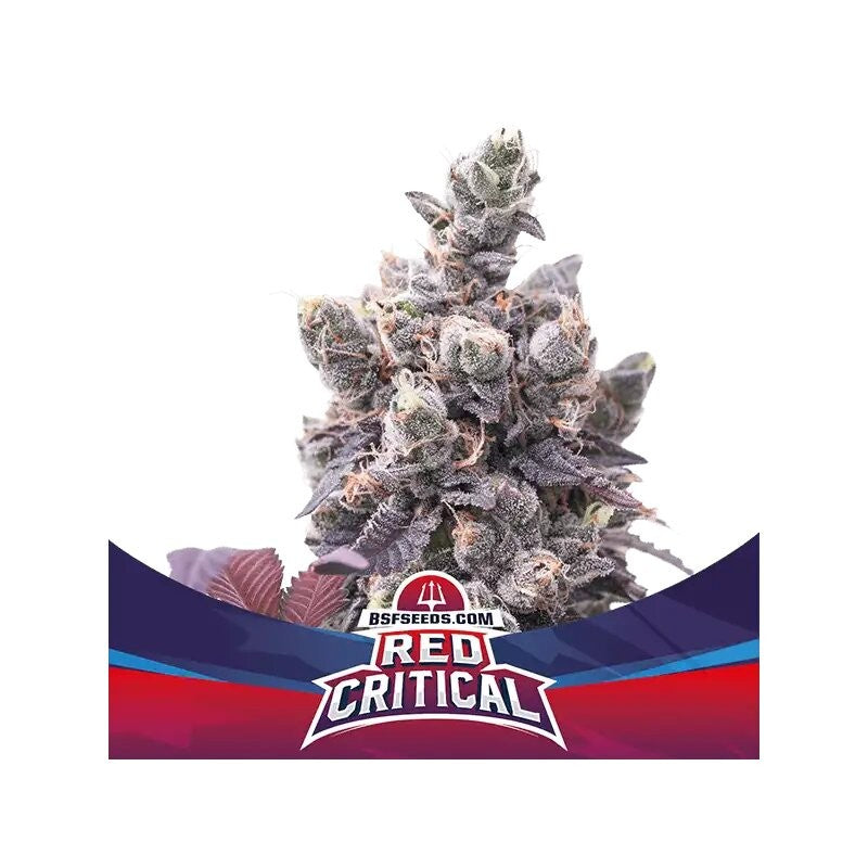 RED CRITICAL AUTO X12-BSF (DS)