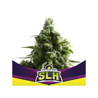 SUPER LEMON HAZE X12-BSF (DS)