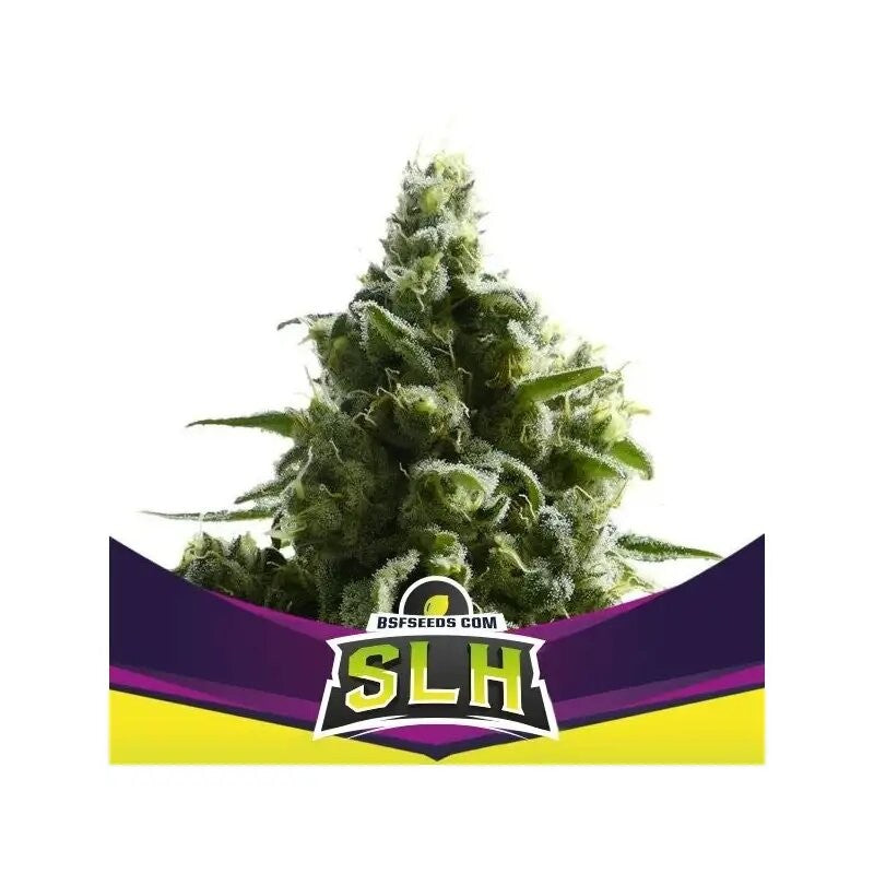 SUPER LEMON HAZE X12-BSF (DS)
