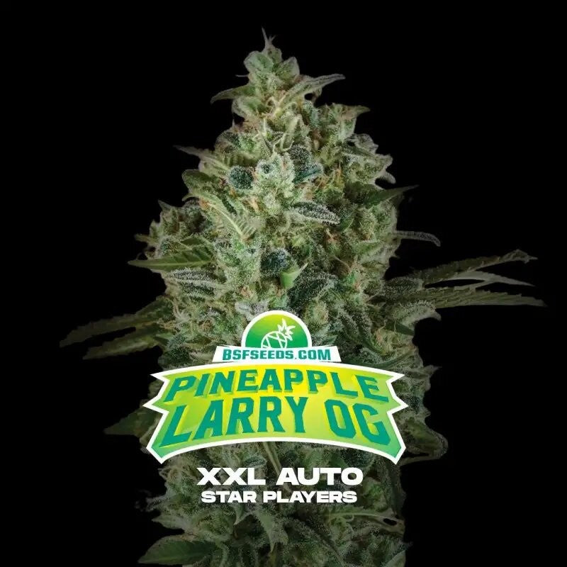 PINEAPPLE LARRY OG XXL AUTO X12-BSF (DS)