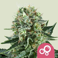 BUBBLE KUSH AUTO X10-ROYAL QUEEN SEEDS (DS)