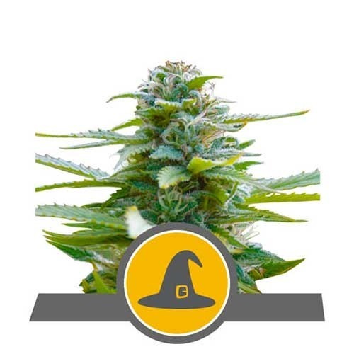 EXOTIC WITCH REG. X10-ROYAL QUEEN SEEDS (DS)