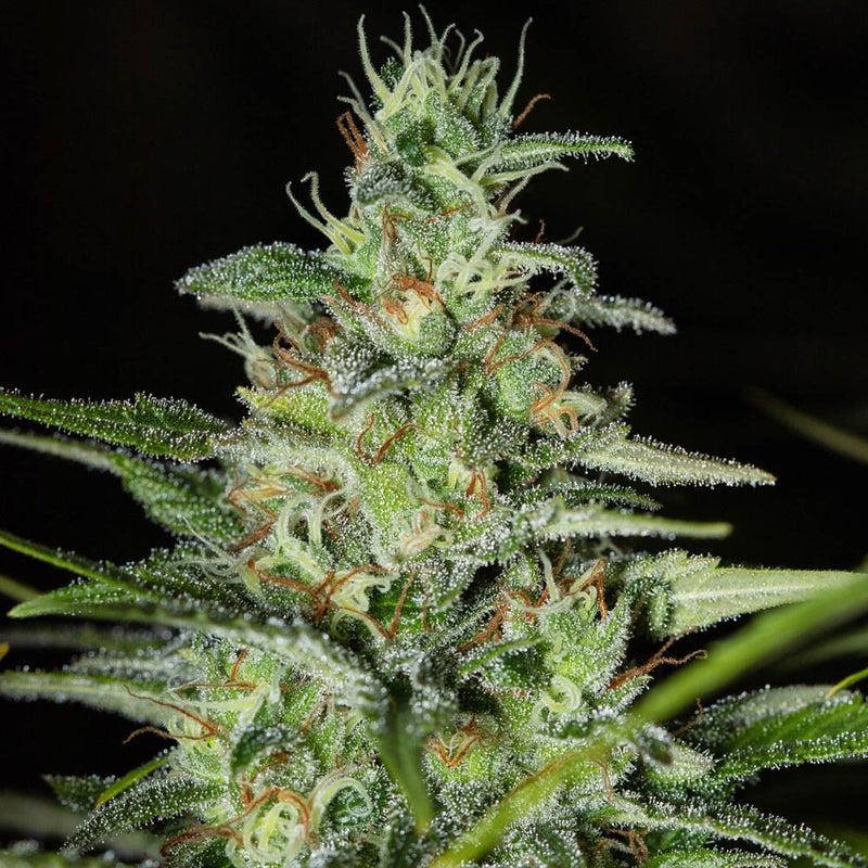 MONSTER CBD FEM X3+1-EVA SEEDS (DS)