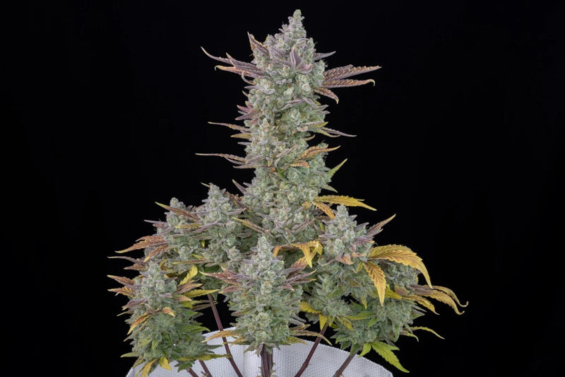 COOKIES AUTO X3-FAST BUDS (DS)