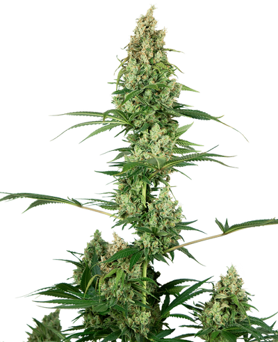 SILVER HAZE REGULAR X10-SENSI SEEDS (DS)
