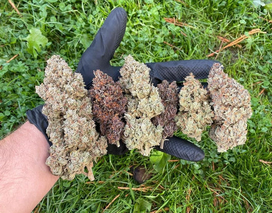 Mix Autoflorecientes Auto (FB) 5 Semillas