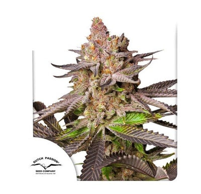 MELONADE RUNTZ FEM X3-DUTCH PASSION (DS)